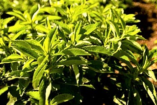 Stevia: A Hope to Help People with Diabetes