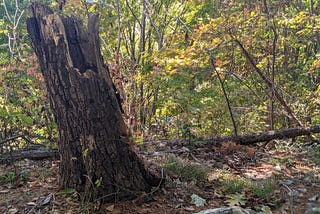 tree stump