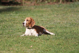 A Beagle’s Flower Crown