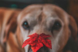 Be Thankful For What You Have