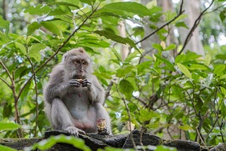 What A Balinese Monkey Can Teach You About Negotiation
