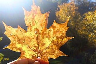 Falling for Deciduous Trees