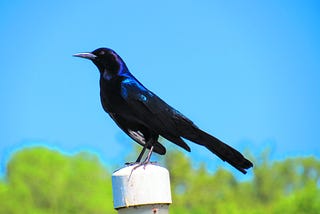 Impressed with a Bird, Not an Eclipse