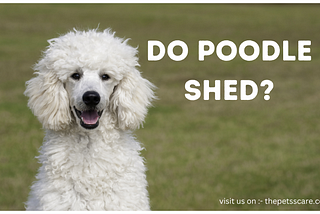 Discovering the Ideal Low-Shedding Dog Breed