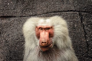 The white baboon