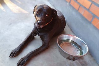 17 Popular Dog Training Methods That Could Be Harming Your Pet
