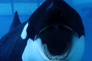 The Continuous Impact of ‘Blackfish