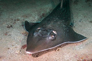 Diving Protea Banks