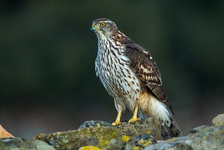 Aaron Umen Northern Goshawk