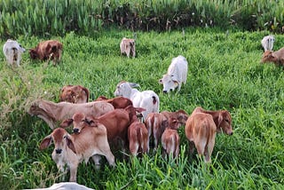 Detecting Concurrency Bugs with Kotlin/Java Unit Testing with the Cattle-Herding Pattern