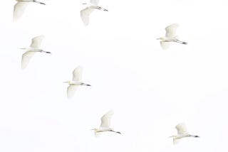 A flock of white birds that fills your heart （吉兆の白い鳥）