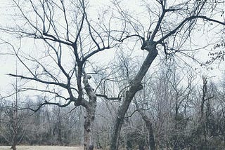 Two Trees Dancing