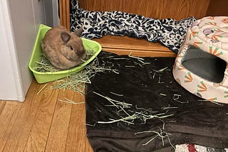 🐰Nest or Mess?: Kenny’s Organized Chaos Theory🐰
