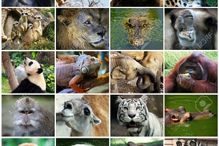 Apply Deep Neural Network on the Animal Faces dataset