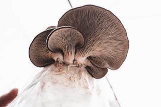 Wild mushroom foraged in the English countryside photographed by Food Story Media digital agency.