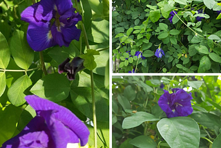 Butterfly Pea or Blue Pea — ดอกอัญชัน (dok anchan) — Clitoria ternatea
