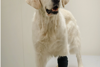 Study finds groundbreaking new cast for pets reduces complications, recovery time and cost