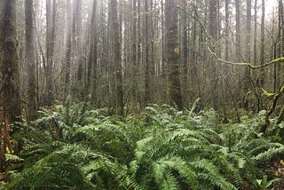 Do You Ever Find Company in Trees?