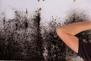 Don’t Let Mold Take Over: How Mold Removal Services Can Save Your Home