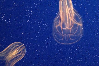 An image of jellyfish which is not related to the text of this article.