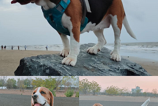 Beagle Dogs-Lovable,Adorable Bread