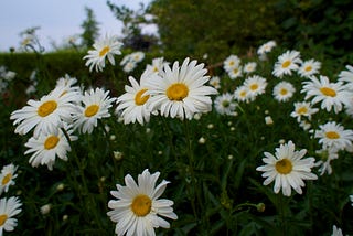 Expert Advice on Growing Perfect Shasta Daisies