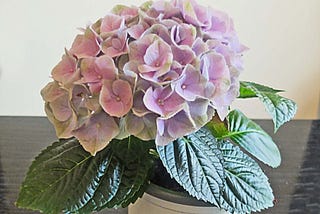 Hydrangea