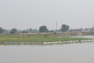 The Floating Wetlands of Chokera