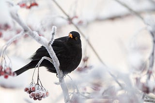 Bird Regrets