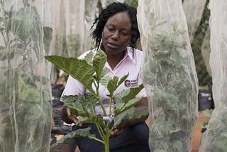 African Women Scientists on the Move: how is this mobility feeding back into Africa’s development?