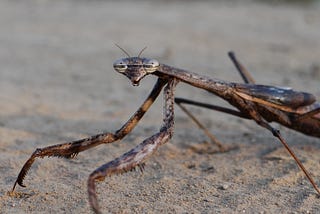 How Animals Senses Unravel Layers of Perception in the World