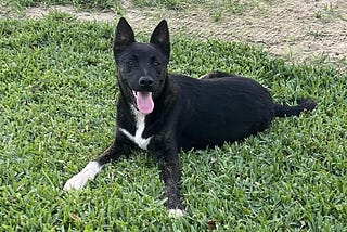 Jet Needs a Home: Is Yours His Forever Home?
