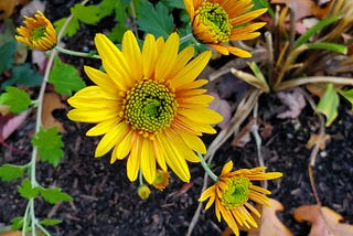 Yellow chrysanthemums flowers starting to open