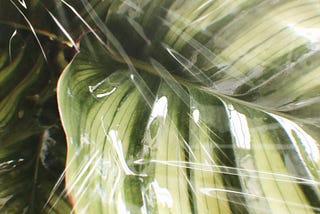 Large leaf of a green plant, with a transparent plastic wrap over it.