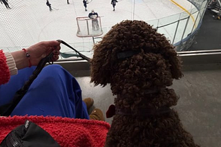 dog watching hockey