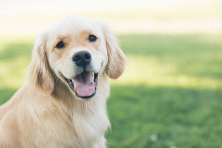 Why does my dog eat grass?