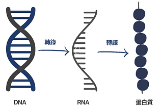 肌肉記憶 詳細解析（中）：改變基因？