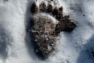 the best guide to day hikes in Yellowstone