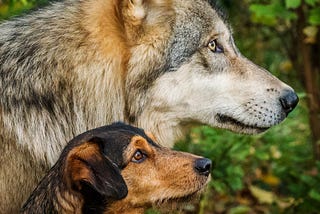 Dogs are (not) stupid wolves!