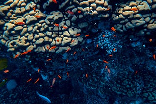 Anthozoas: Saving the Corals Using Genetic Engineering