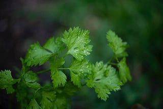 Benefits of Parsley
