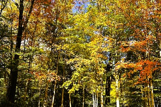Enjoying the Fall Leaves In the Beautiful Adirondack Mountains of New York