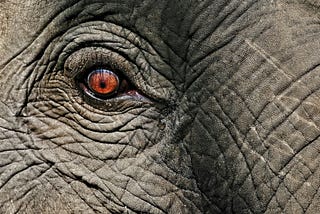 Like a Fly on the Ass of an Elephant
