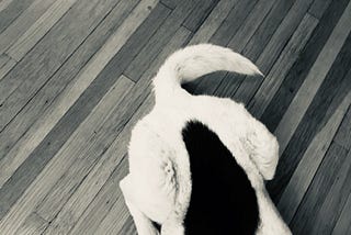 A Dog’s Love
