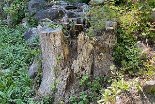 the stump.