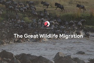 The Great Wildlife Migration