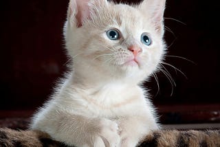 Why Cats Fear Other Cats and How to Help Them Overcome It