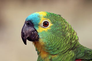 Parrot Genomes Provide Insights Into Evolution Of Longevity And Cognition