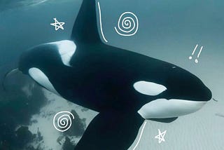 i’m drunk and i wanna talk about orcas.