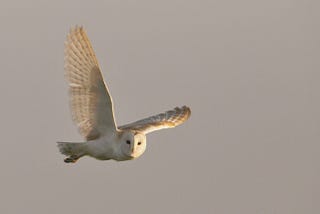 Behind the Image: Barn owl in flight